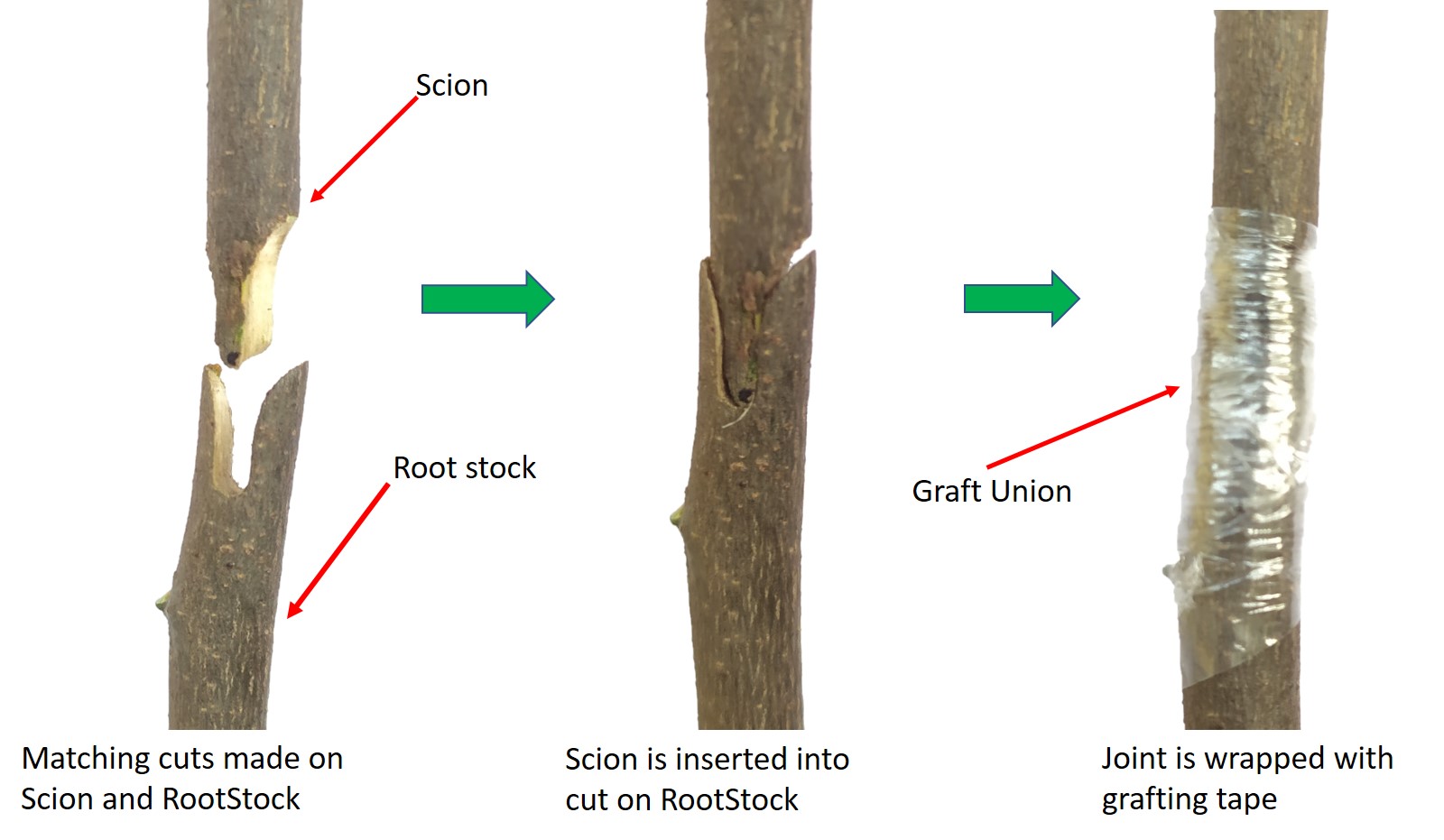 Read more about the article Plant Propagation Techniques