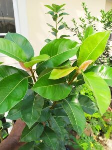 Read more about the article English Pear Growing Guide