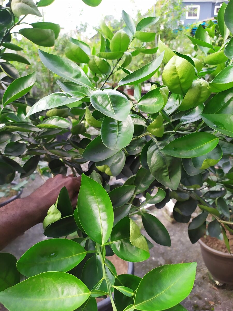 Read more about the article Tangelo Tree Growing Guide