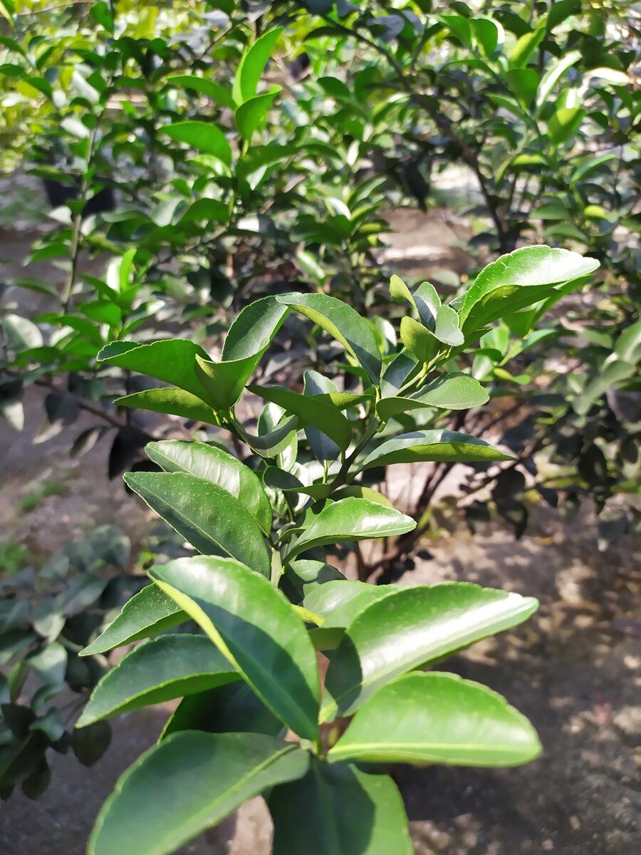 Read more about the article Tangerine/Mandarin Tree Growing Guide