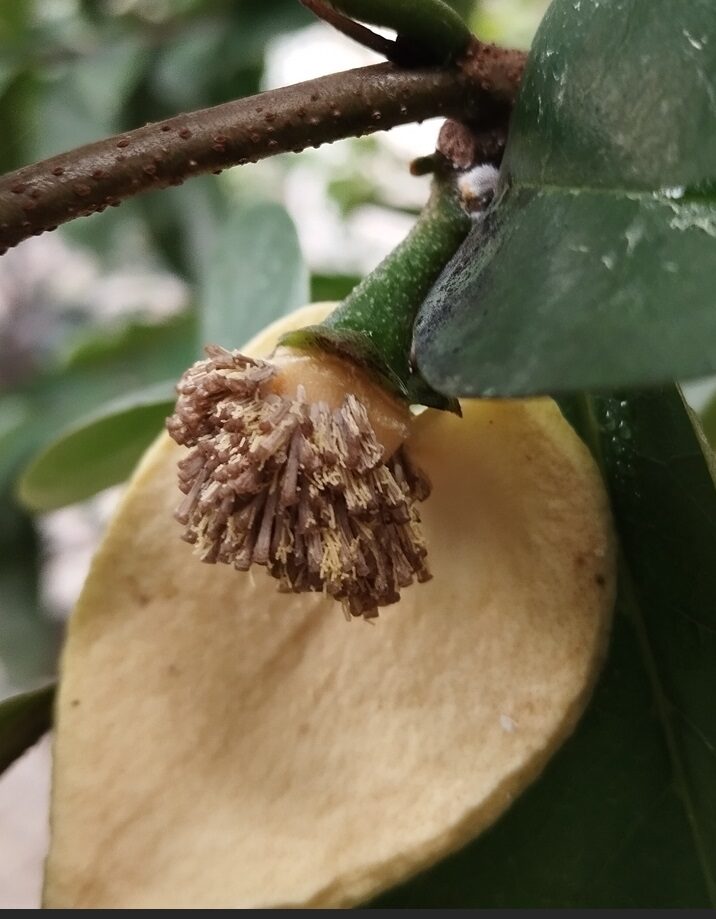 Flower with pollens